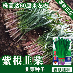 �ϸ��²˷N�Ӿ²����̨ͥԺ�Nֲ�N�������߲˷N���ļ��N�����l