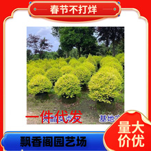 һ�����l��Ʒ�@�־G���������̾Gֲ���~����Ůؑ���ͺ����λ��@С