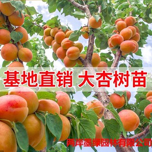 ����Y���Ә�����ش�޽��������������Ե���ͥԺ�Ϸ������Nֲ��
