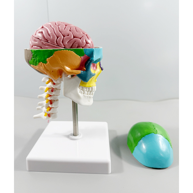 Colored skull separation model with cervical vertebra human body…