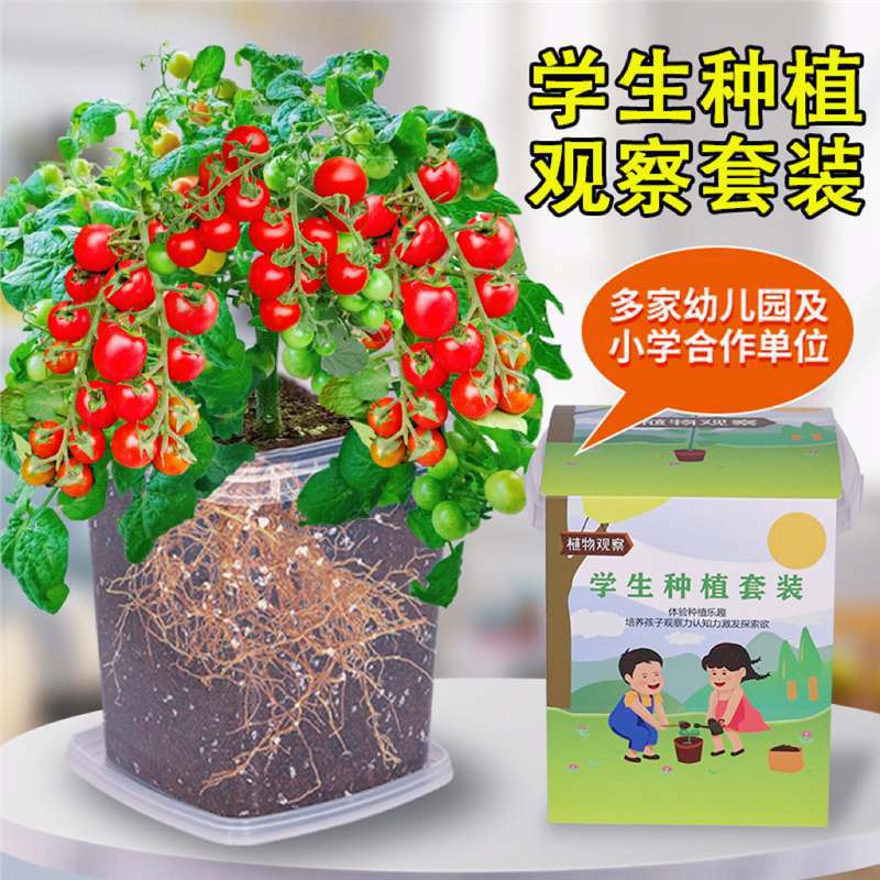 儿童种植小番茄盆栽向日葵种孑四季草莓凤仙花种籽子学生观察植物