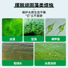 鱼池除藻剂去苔剂水池青苔一次净清除剂鱼塘水质除褐藻绿藻清申路