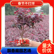 庭院绿化植物四季青花卉红花继木树苗灌木观赏绿篱红花继木球