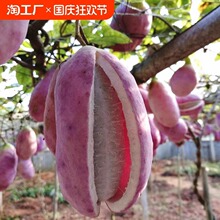 野生八月瓜种子特色紫果八月瓜树家庭院爬藤植物食用水果蔬菜种子