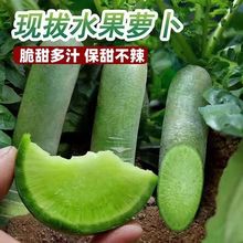 山东潍坊水果萝卜现挖现发新鲜甜脆即食青皮绿色萝卜特批发