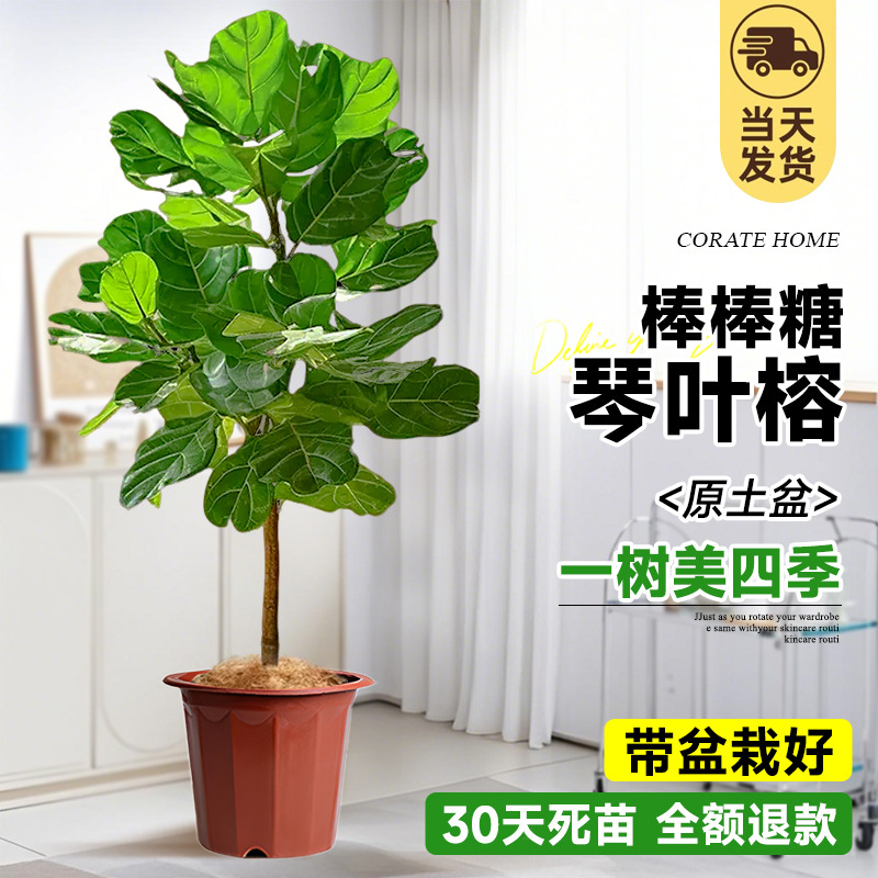 [롤리팝 모양] 고품질 피아노잎 반얀 1- 1.3m (오리지널 흙냄비)에 갈색 실크가 함께 제공됩니다!