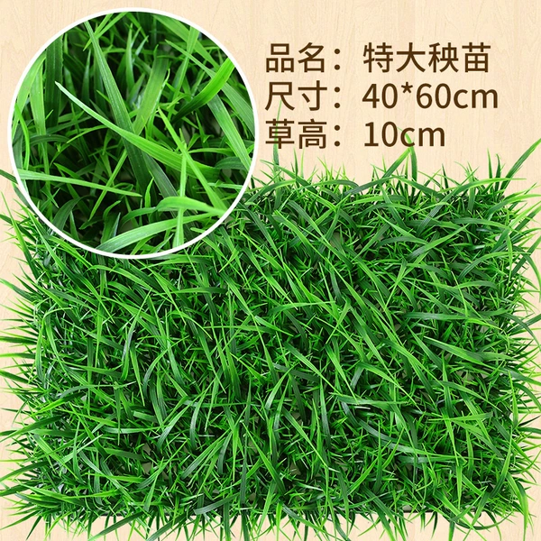 Great Seedlings