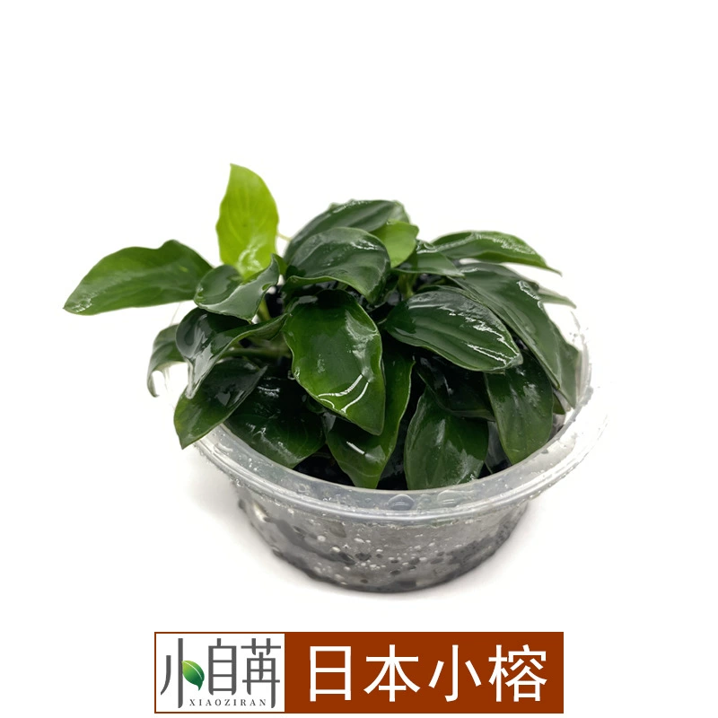 Японский мини маленький баньян вода баньян водная трава жить оптом аквариум озеленение настоящая водная Трава Аквариум Декоративные украшения негатив