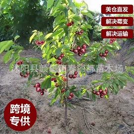 种子;灌木;乔木