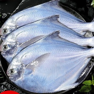 新鲜银鲳鱼金鲳鱼冷冻海鲜水产鲜活海鱼小鲳鱼昌鱼平鱼鲳鳊鱼晶鱼-阿里巴巴