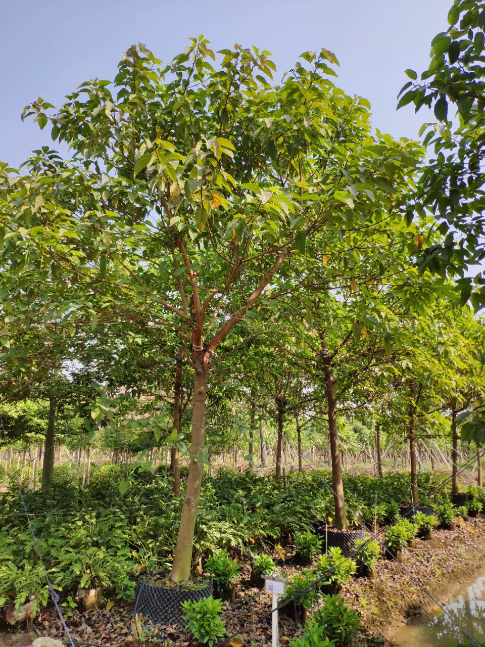 2202 база оптовая поставка полностью коронованный зеленый фруктовый фикус 10-20 см