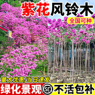 �ϻ��L�ľ����ͥԺ�е����F�L�����G��ֲ��S�����ͥԺ�쾰