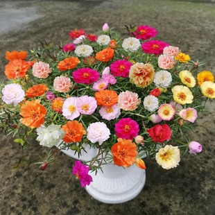 [Electronically Purchased] Double-Petaled Sunflower Seeds, Flower Seeds, Sowing and Blooming in All Seasons, Mixed-Color Balcony Flower Seeds, Easy to Grow