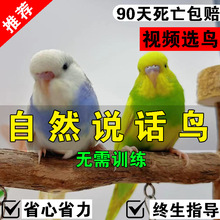 大头虎皮鹦鹉活鸟小鸟幼鸟会说话的鹦鹉手养小型观赏宠物活体活物