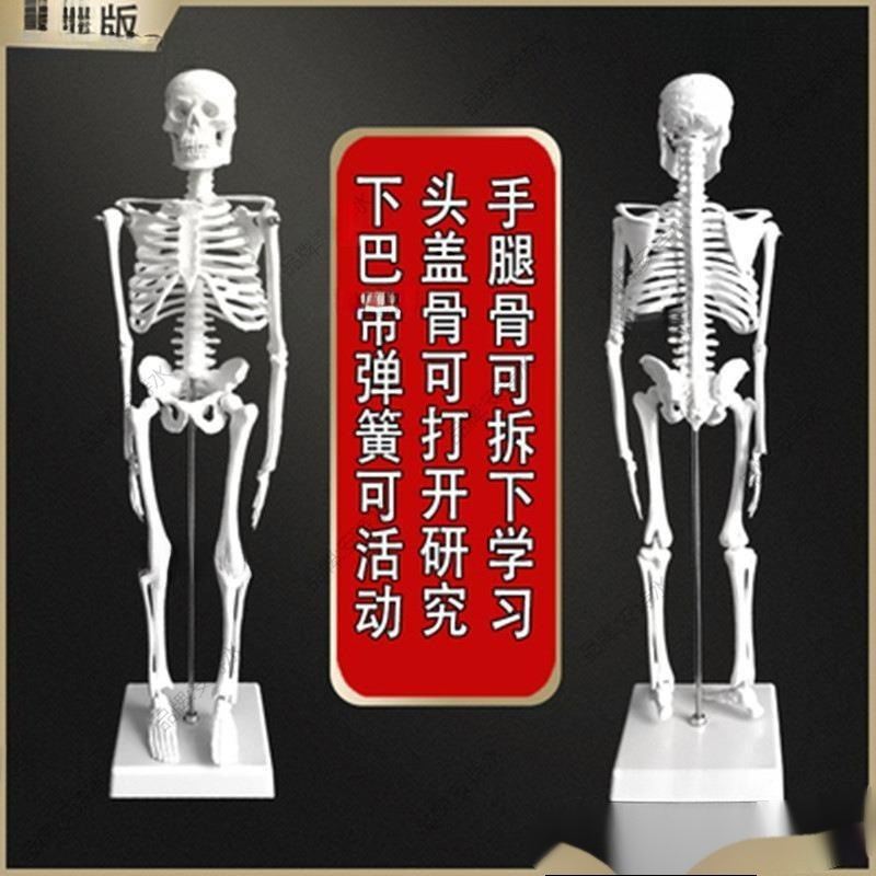 。 Human Skeleton Model Skeleton Full Body Bones Small White Skeleton Yoga Mini Teaching Model Jie Le De Zhu