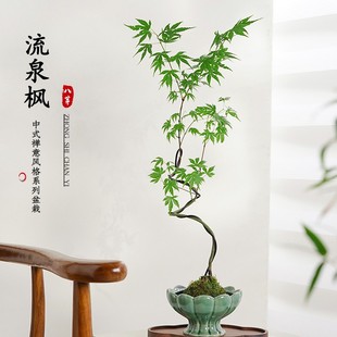 Potted Moss Ball with Flowing Maple Leaves for Living Room, Indoor and Outdoor Chinese-Style Foliage Plant, Easy to Care for All Seasons, Flower and Plant