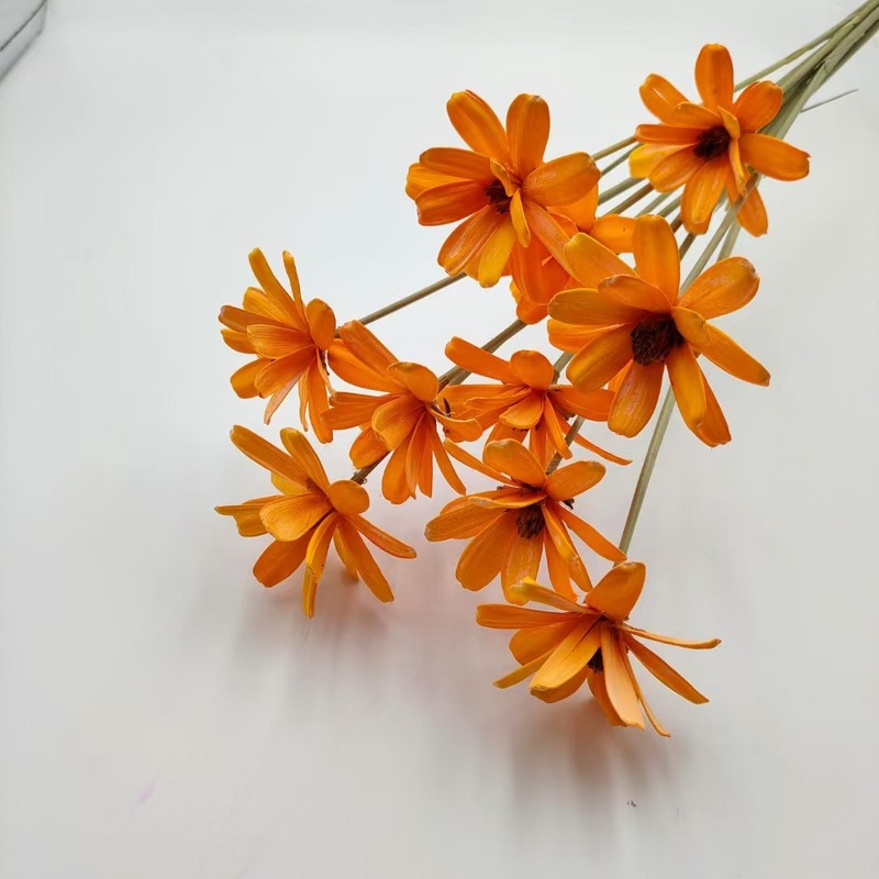 永生瓜子花手工干花DIY材料包瓶插花天然真花拍摄道具INS风植物|undefined