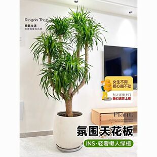 ��Ѫ��͏d�Gֲ���^��횘����F��͏d�Gֲ�҃ȴ�����Ѫ��ֲ������