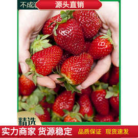 草莓苗奶油草莓种子室内盆栽四季草莓籽大田高产高甜草莓水果种子
