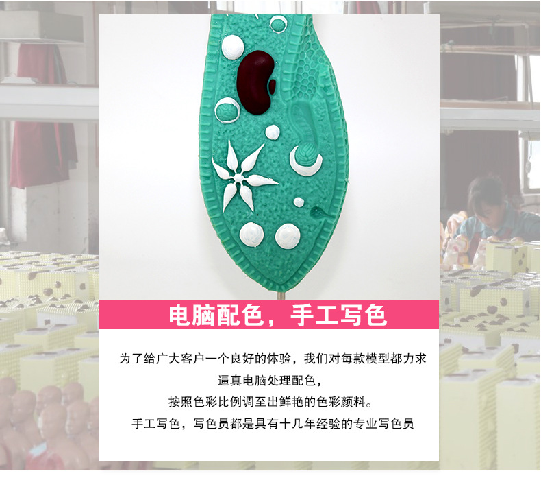 33103草履虫模型（常规）_03.jpg