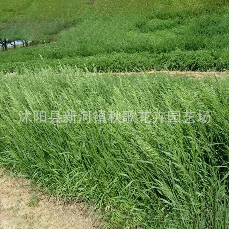 Кормовые семена бромграсс семена веника семена травы высокой урожайности и хорошего качества семян травы низкой температуры терпимости в четыре сезона