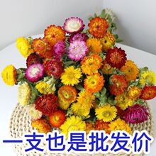 ����߲��r���滨�ɻ���Ȼ�ɫ�L�ɲ廨�ֹ�ճ�N�S��ֱ�N���R�d