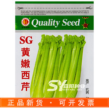 宏程SG黄嫩西芹适应性广抗热耐寒高产四季芹菜种子大颗小颗实芹