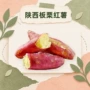 陕西新鲜板栗原料红薯
