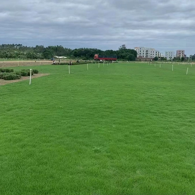 База оптом поставляет газонную траву, газонную траву с канавками, изогнутую траву и виды фестука в больших количествах.