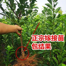 �������Ә�����÷��޽Ӵ��������A���t���Ϸ������Nֲ�������