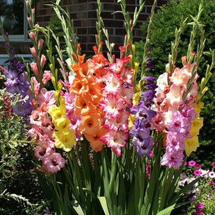 Flower Bulbs, Potted Florals, Gladiolus Bulbs, Gladiolus Bulbs, Indoor Potted Plants, Various Colors