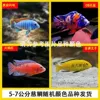 3 random cichlids 5-7cm