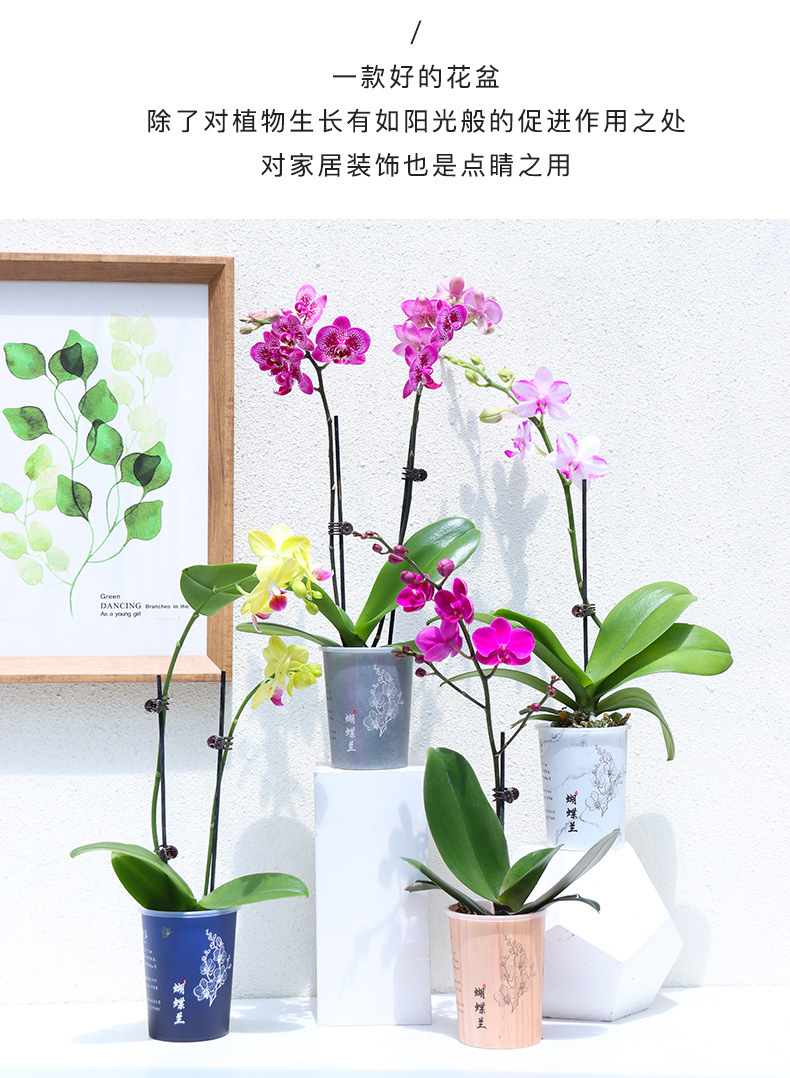 B03文创蝴蝶兰花盆系列_16.jpg