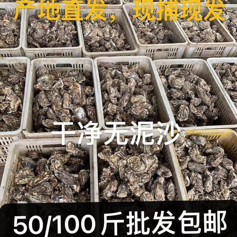 生蚝广东批发摆地摊一元鲜活商用100斤一整箱速冻半壳独立站跨境