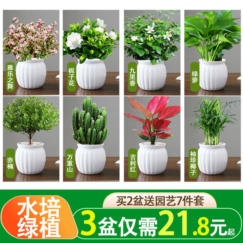 Golden Gynostemma desktop green plant, gardenia, office plants and flowers, money tree, potted succulents, hydroponic, easy to care for Golden Gynostemma desktop green plant, gardenia, office plants and flowers, money tree, potted succulents, hydroponic, easy to care for