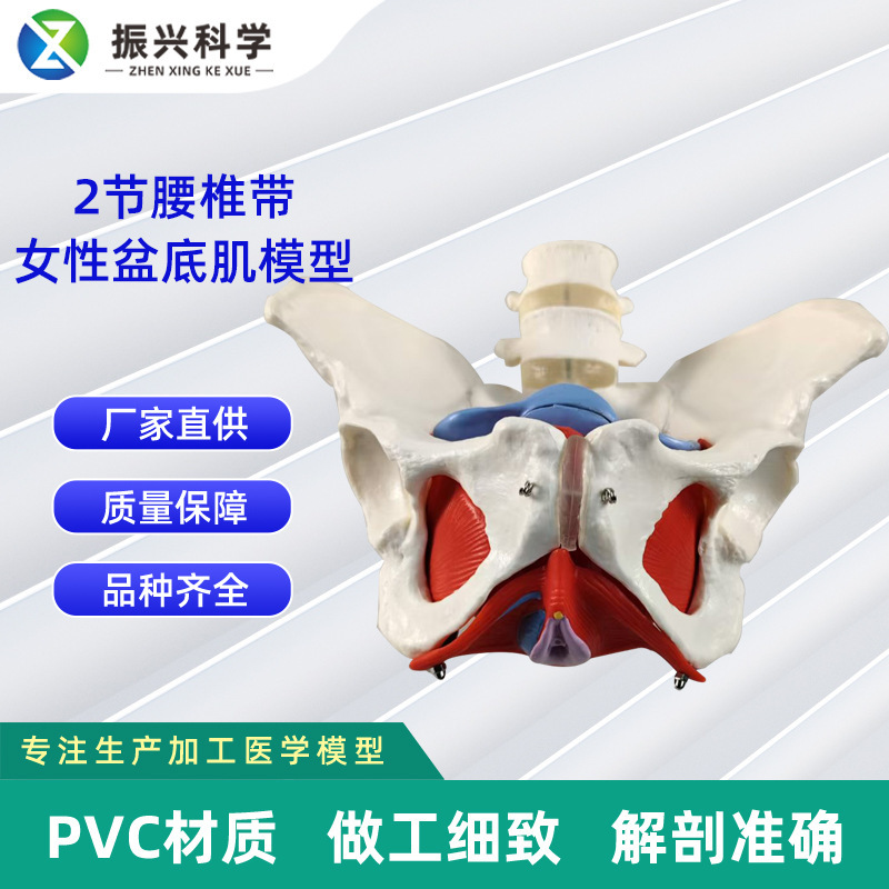 2-Section Lumbar Belt Female Pelvis Pelvic Floor Muscle Model Postpartum Repair Gynecological Teaching Model