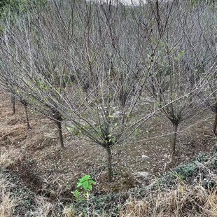 ���ش������l�t÷D1-25�G÷����t��ϵ������÷���~÷