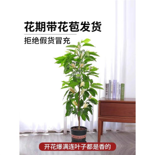 ���m�����Ԏ������������m�����������S���m�҃�ͥԺ�����m����