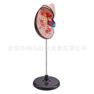 33217 kidney anatomy model 2 times larger human body enlarged biomedical medical model factory direct sales model