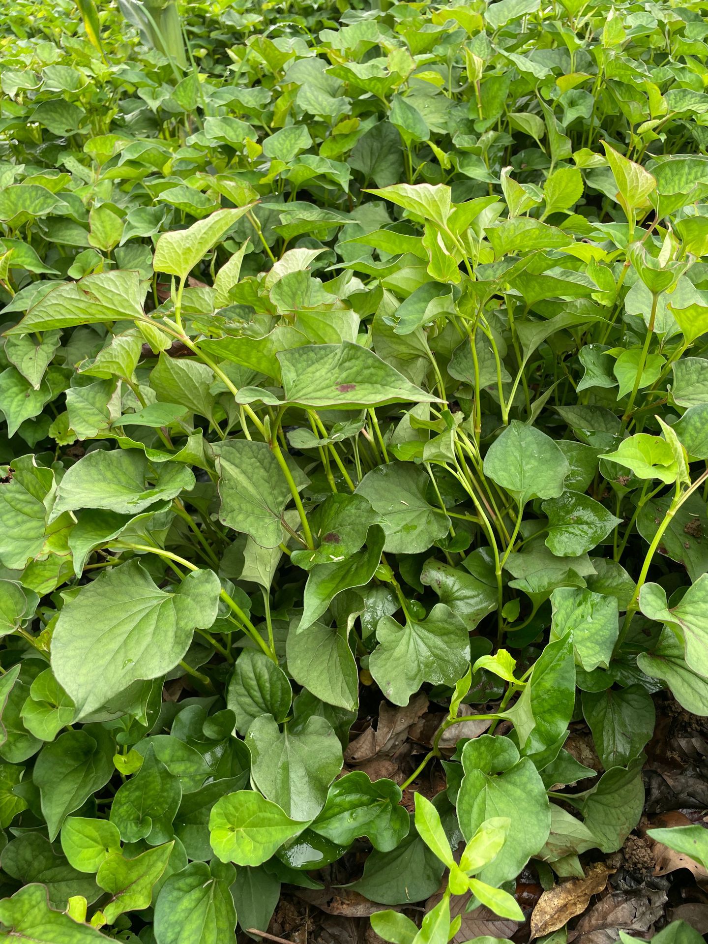 鱼腥草种植 (38).JPG