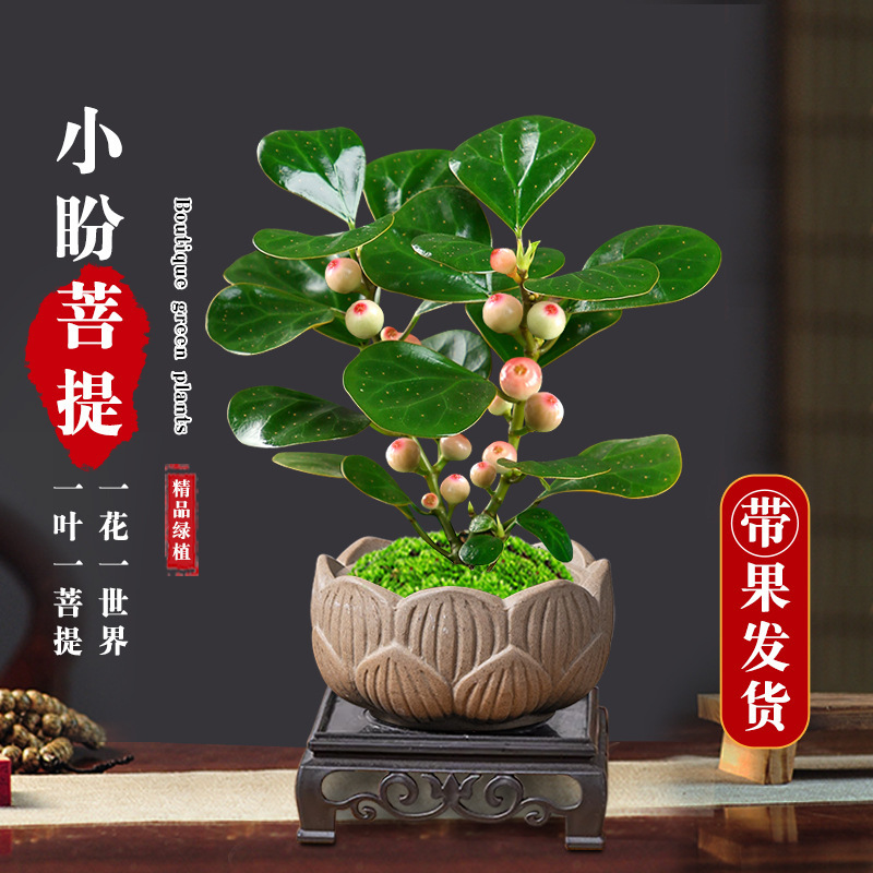 Small Hope Linden Tree with Fruit Bonsai Plant All Year Round Evergreen Indoor Potted Zen Ornaments Office Living Room Desktop