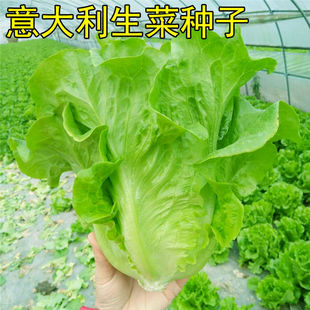 ������������ ����ˬ���������˷N�����Դ����r���߲˷N��