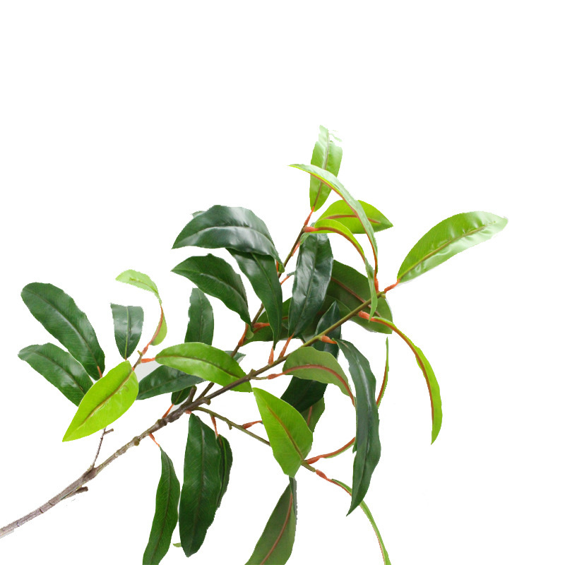 XRB-191 古枝芒果叶32叶0.8米1.jpg