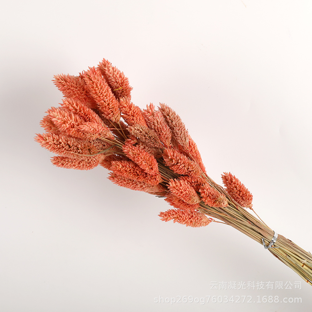 레드 다크 브라운