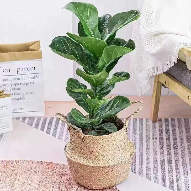 Plantas verdes en maceta de interiores, sala de estar, oficina, plantas de hojas grandes que absorben formaldehído, flores verdes que absorben formaldehído, plantas en maceta