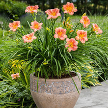 ����ݻ���ͥԺ������ľ�@���޸�����ֲ�����������玧����