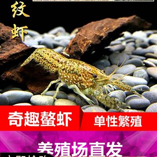 Dragon-Pattern Crayfish Ornamental Shrimp Freshwater Crayfish Single-Sex Breeding Cold-Water Aquarium Pet Shrimp Color-Changing Crayfish Hermaphrodite