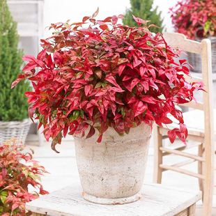 �����������������ⶬ���ͺ�ֲ��t�~������ͥԺ���@�ļ�ֲ��