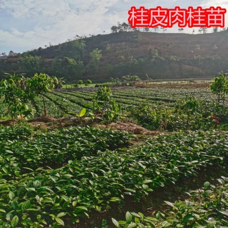 广西肉桂树苗桂皮树食用调料名贵药材树地栽盆栽南北方种植带土发