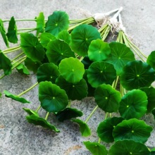 �~�X��С���~�Gɫֲ�����ϼٻ� �Ҿ��b�Ʒ�͏d�͏d�廨��ˇ